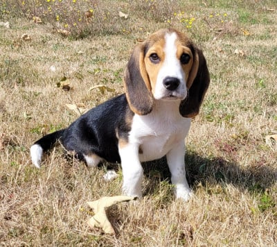 Les chiots de Beagle