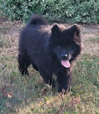 Les chiots de Eurasier