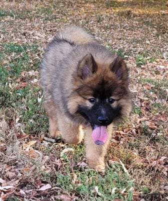 Les chiots de Eurasier
