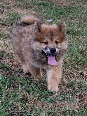 Les chiots de Eurasier