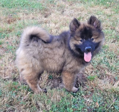 Les chiots de Eurasier