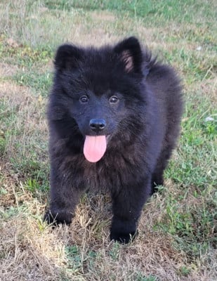 Les chiots de Eurasier