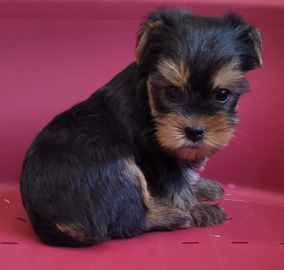Les chiots de Yorkshire Terrier
