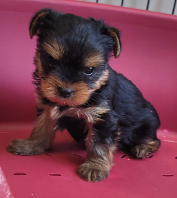 Les chiots de Yorkshire Terrier