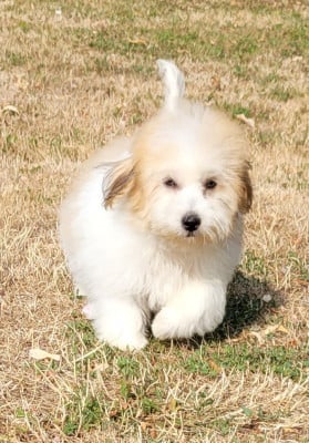 Les chiots de Coton de Tulear