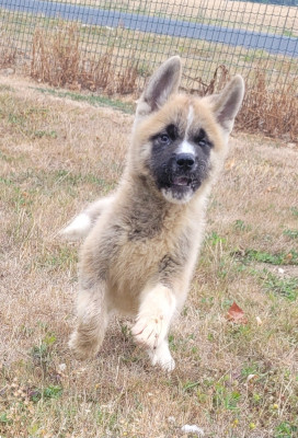 Les chiots de Akita americain