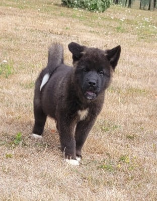 Les chiots de Akita americain