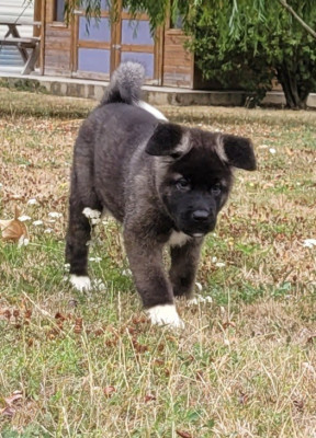 Les chiots de Akita americain