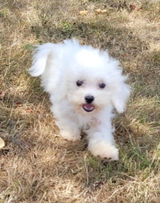 Les chiots de Bichon Frise