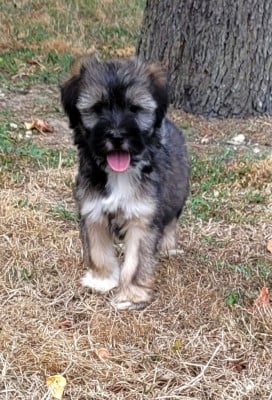 Les chiots de Terrier Tibetain