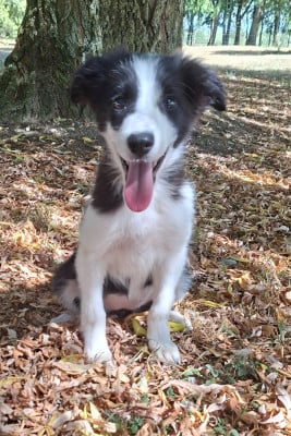 Les chiots de Border Collie
