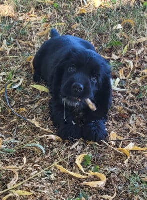 BJORN - Cocker Spaniel Anglais