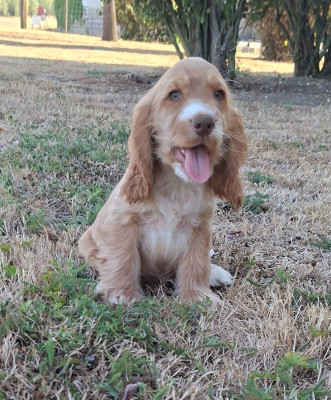 Les chiots de Cocker Spaniel Anglais