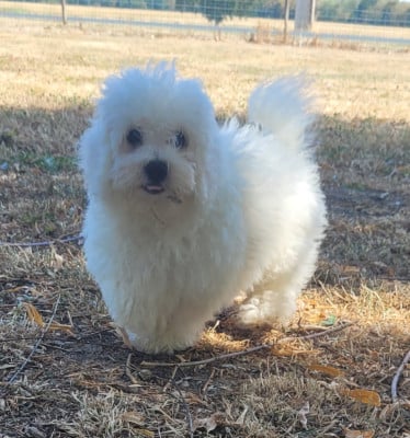 BOSS - Bichon Frise