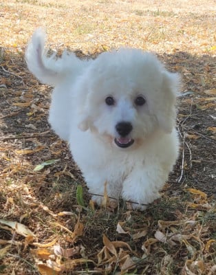 BOUNTY - Bichon Frise