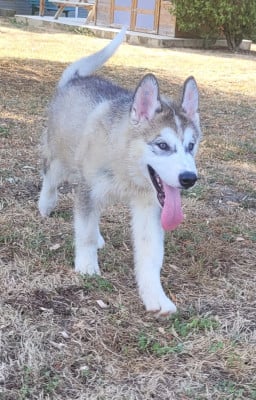 Les chiots de Alaskan Malamute