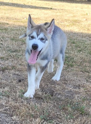 Les chiots de Alaskan Malamute