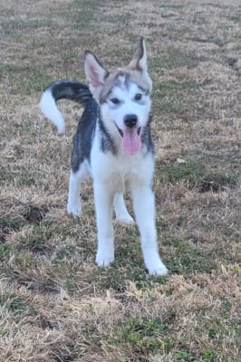 Les chiots de Alaskan Malamute