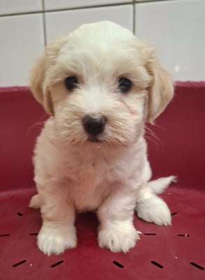 Les chiots de Coton de Tulear