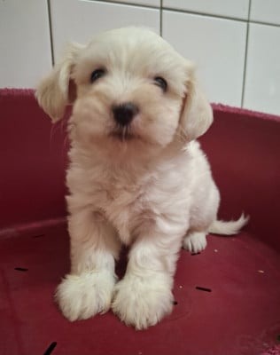 Les chiots de Coton de Tulear