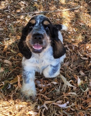 Les chiots de Cocker Spaniel Anglais