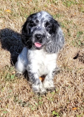 Les chiots de Cocker Spaniel Anglais