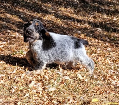 Les chiots de Cocker Spaniel Anglais