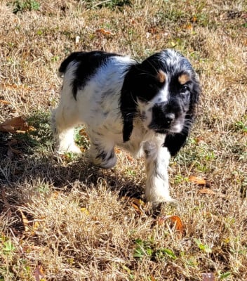 Les chiots de Cocker Spaniel Anglais