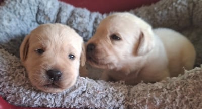Les chiots de Labrador Retriever