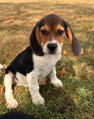 Les chiots de Beagle