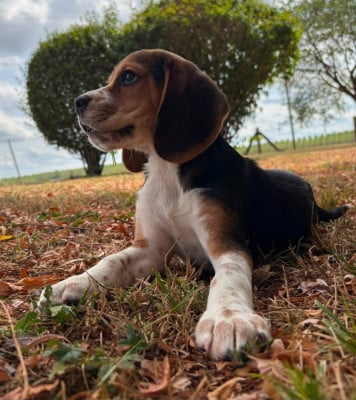 Les chiots de Beagle