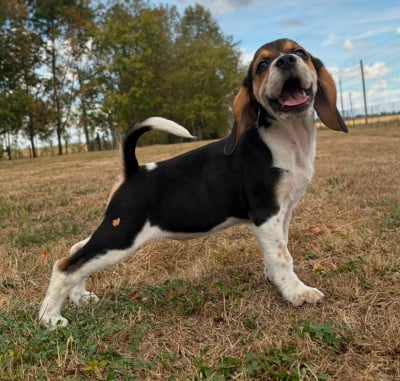 Les chiots de Beagle