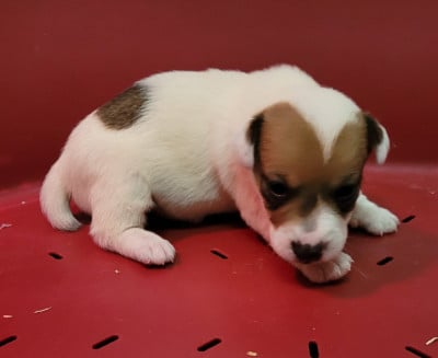 Les chiots de Jack Russell Terrier