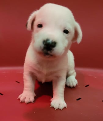 Les chiots de Jack Russell Terrier