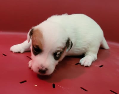 Les chiots de Jack Russell Terrier