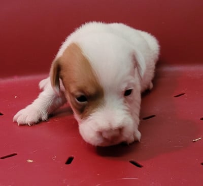Les chiots de Jack Russell Terrier