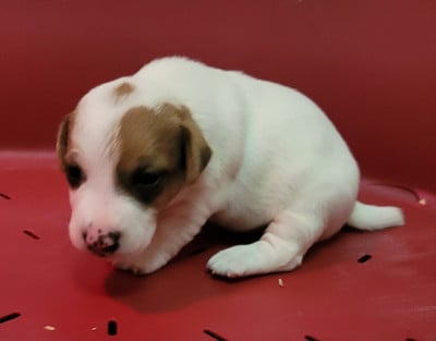 Les chiots de Jack Russell Terrier