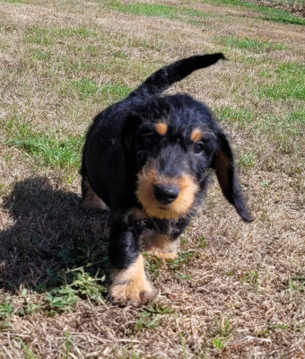 Les chiots de Teckel poil dur