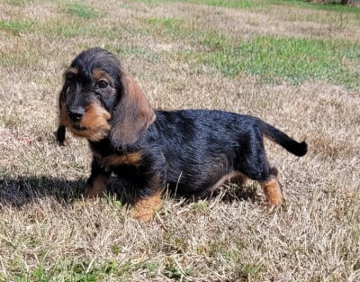 Les chiots de Teckel poil dur