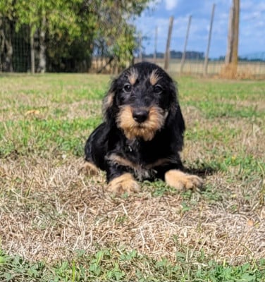 Les chiots de Teckel poil dur