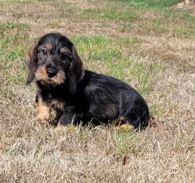 Les chiots de Teckel poil dur