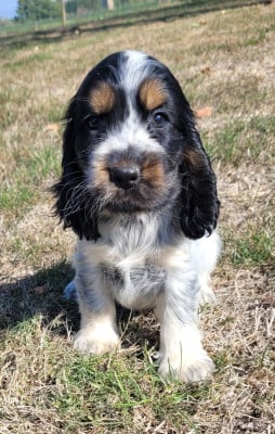 Les chiots de Cocker Spaniel Anglais
