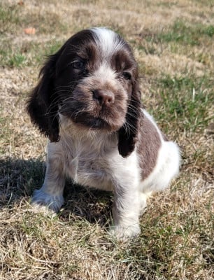 Les chiots de Cocker Spaniel Anglais