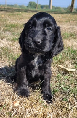 Les chiots de Cocker Spaniel Anglais