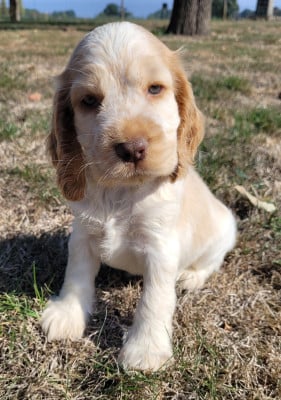 Les chiots de Cocker Spaniel Anglais