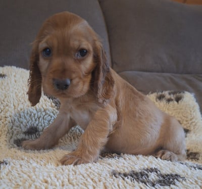 Les chiots de Cocker Spaniel Anglais