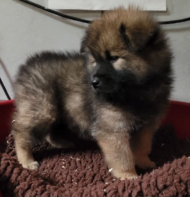 FEMELLE 4 - Eurasier