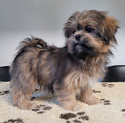 Les chiots de Lhassa Apso