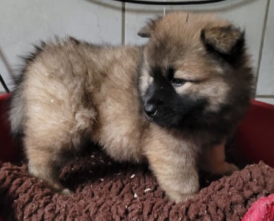 FEMELLE 3 - Eurasier