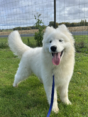 Les chiots de Samoyède